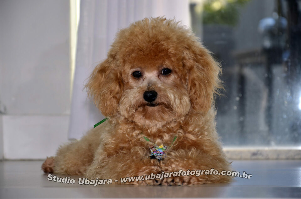 FESTA DE SÃO JOÃO 2025